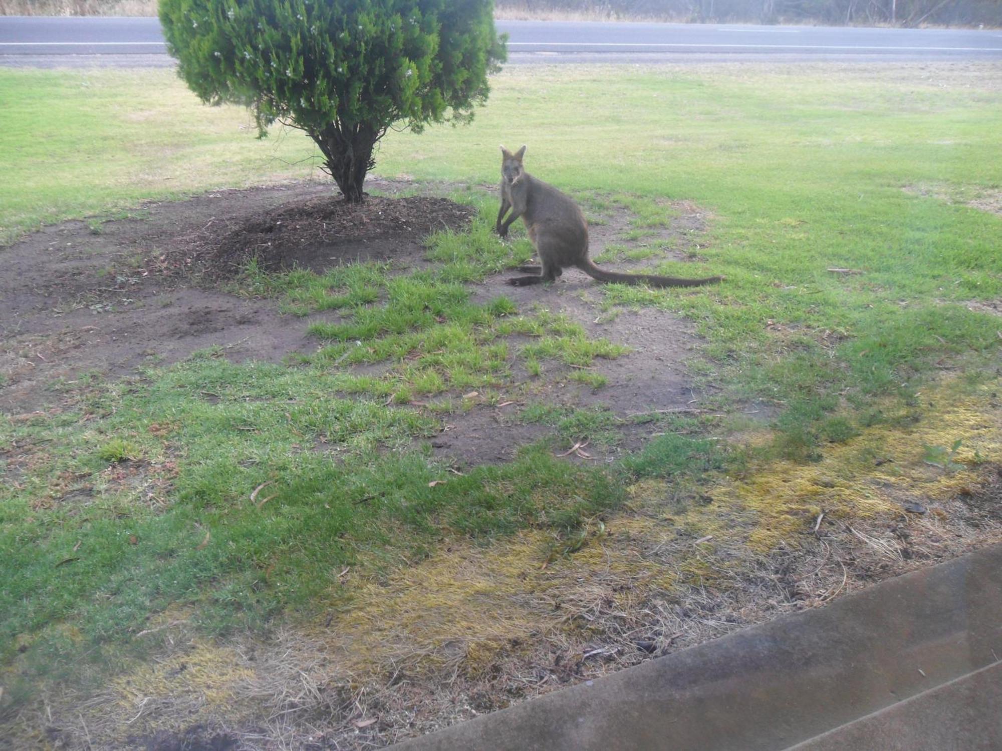 Motel Dimboola Bagian luar foto